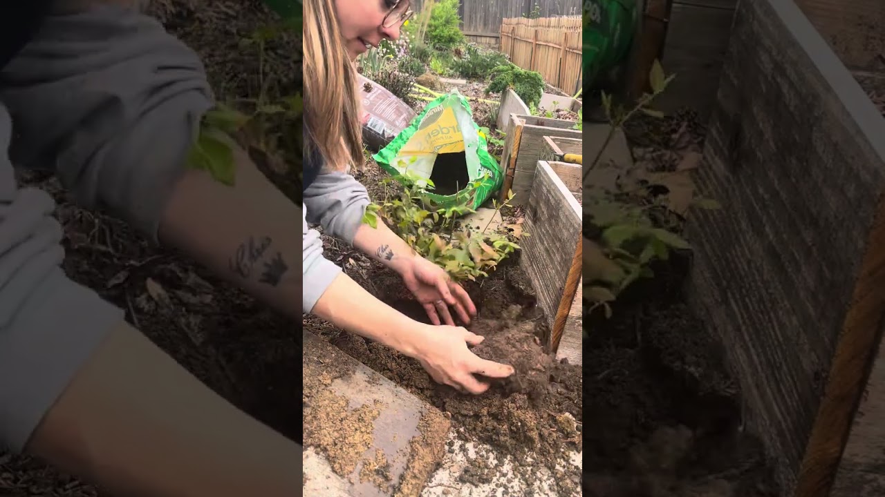 Planting a blueberry bush.