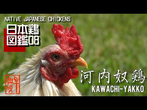 鋳物　錦鶏 Amazon.co.jp: (Disassembly Puzzle Full Set 2) Cow, Black Pig