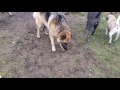Top Yen dogs playingb in morning