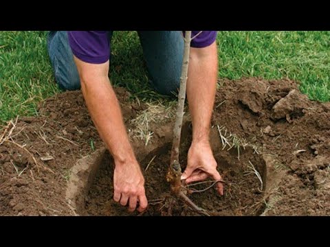 Video: Najbolje vrijeme za sadnju stabala - kada i kako saditi drveće