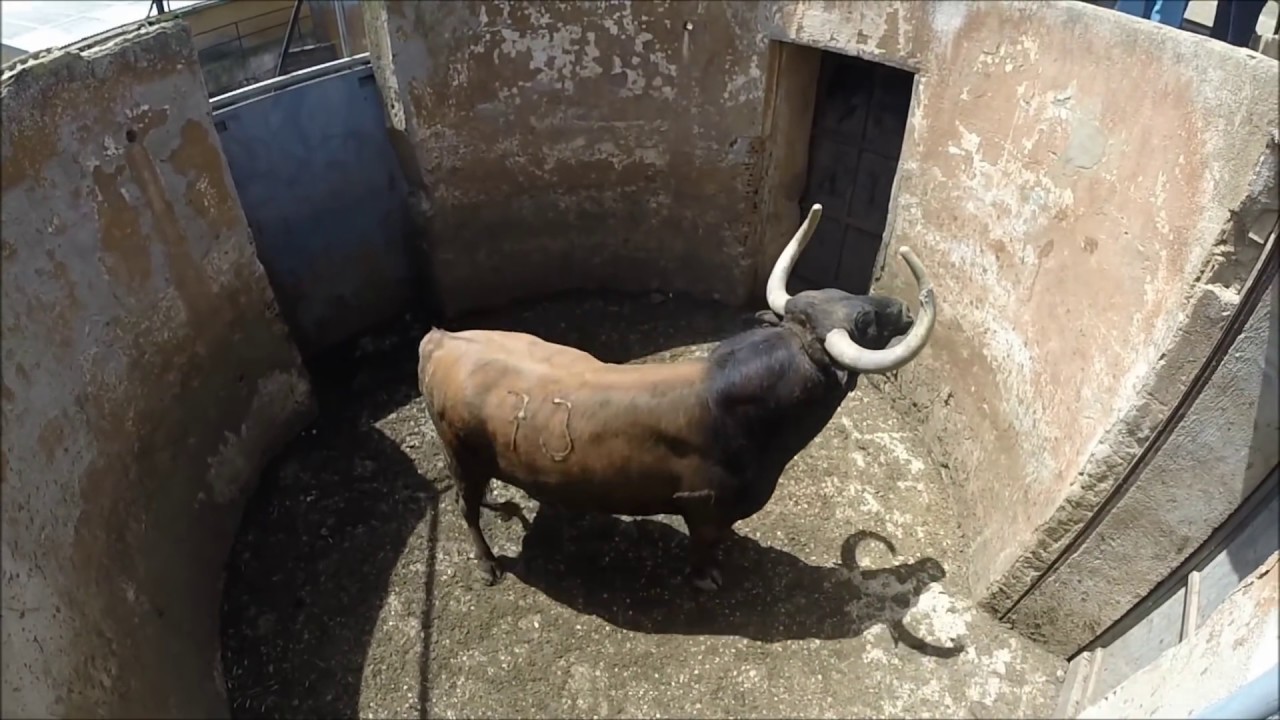 Cargando Reses Partido de Resina y Samuel Flores, el Palomar