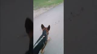 Unlock the Power of a Stick: Witness a Happy Puppys Joyful Walk