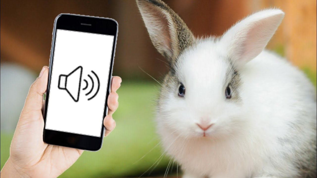 Rabbit Sounds Effect (HQ) - YouTube
