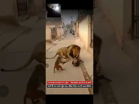 شاهد قرد يدفع عن معزة من الاسد  تزوج تيك توك دويتو اكسبلور  الاسد  