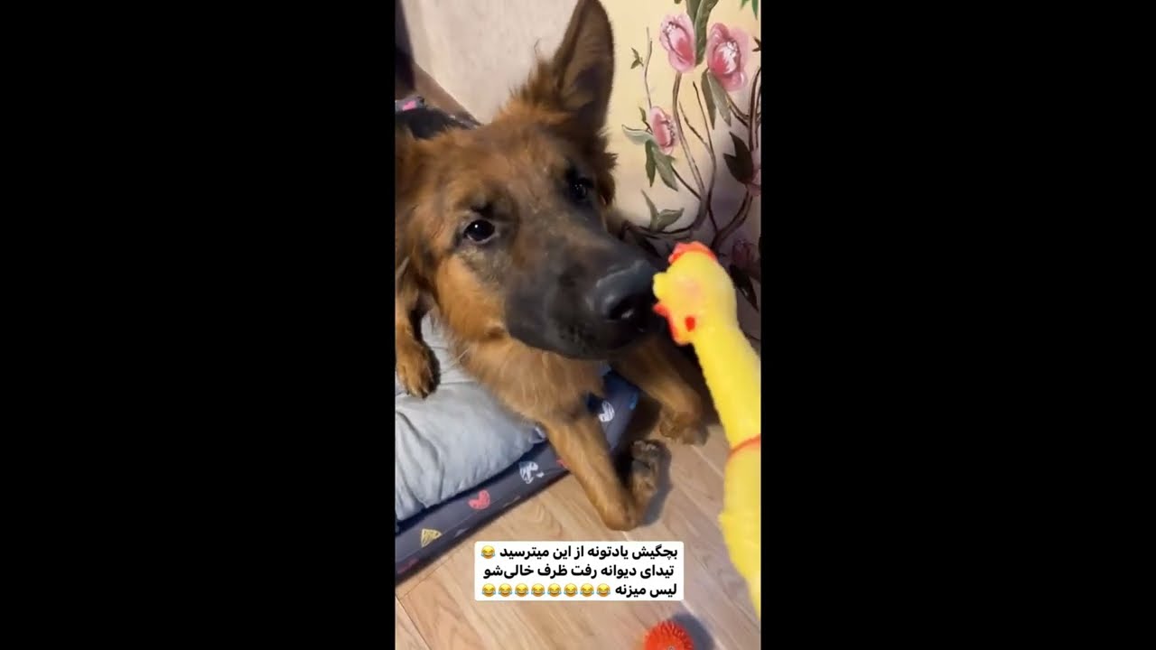 The Reaction Of A Trained Dog To My Question Tida Is Hero The Most the-reaction-of-a-trained-dog-to-my-question-tida-is-hero-the-most