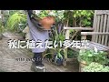 秋に植えたい多年草 /　秋の庭作業/　春庭を飾る植物達
