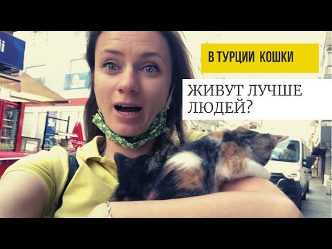 ПОЧЕМУ В ТУРЦИИ ТАК МНОГО КОШЕК?