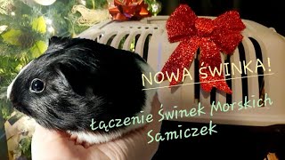 PIGMAS 2021 🎄 NOWA MALUTKA ŚWINKA! 🎄 Łączenie Świnek Morskich Samiczek na Wybiegu 🎄 PUCHATE ŁAPKI 🎄