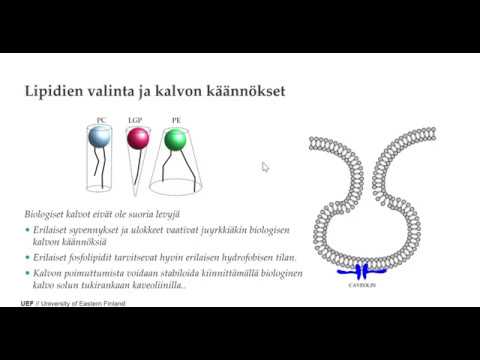 Sähköfysiologia 3 Fosfolipidit