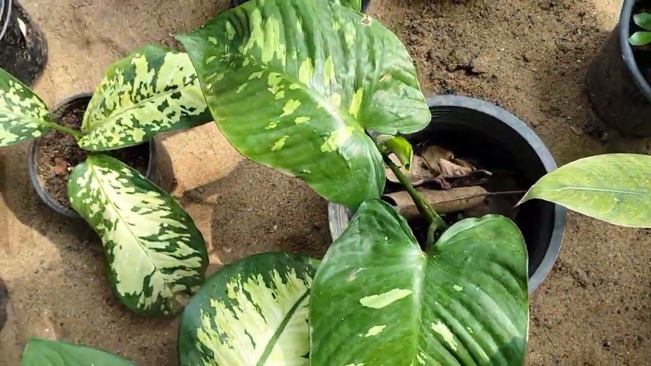 New plants sale video 