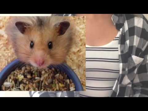 funny-hamster-story