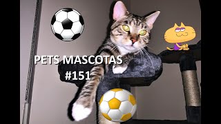 Pets Mascotas Cats & Dogs I Funny & Lovely videos #150 by PETS MASCOTAS CATS & DOGS 71 views 10 months ago 1 minute, 5 seconds