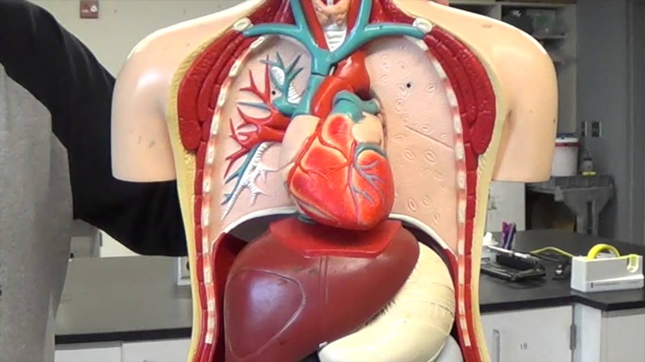 Special Circulatory Systems - YouTube