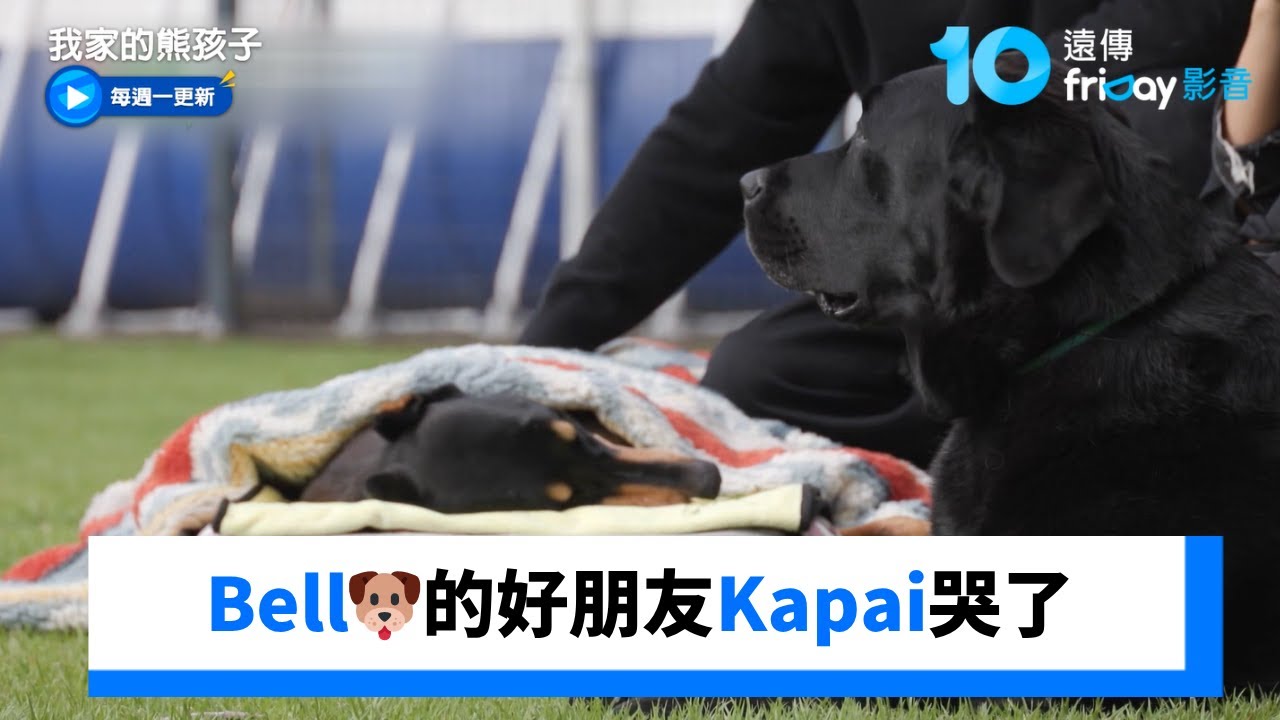 Bell🐶的好朋友Kapai哭了_《我家的熊孩子》第465集_friDay影音韓綜線上看