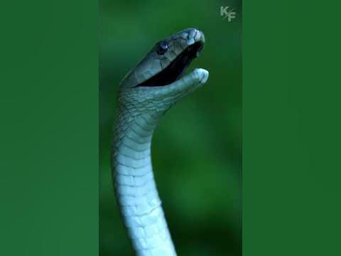 Черная мамба - YouTube