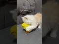 funny cat Playing with chick