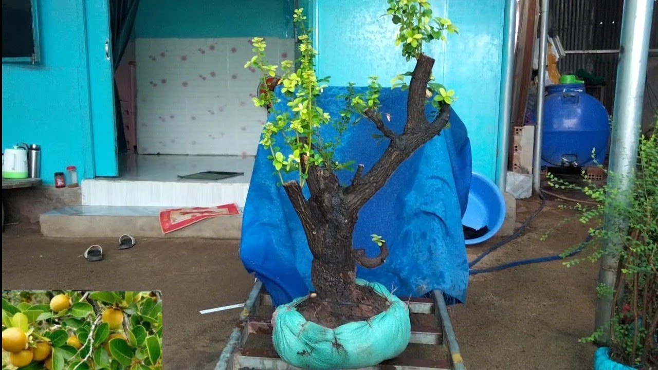 26/2 glae cẩm thị đt 0971.631.433