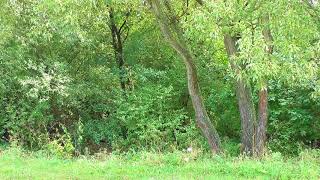 Willow trees, singing birds, relaxing nature sounds