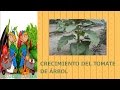 TENER PLANTAS DE TOMATES EN 15 DIAS CON FRUTOS - YouTube