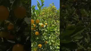 Oranges Blossoming In Arizona In November??