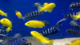 Yellow Labs Labidochromis Caeruleus & Demasoni Pseudotropheus Demasoni