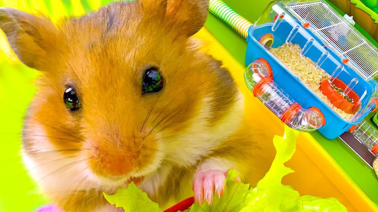 Покажи хомяки видео. Hamster Paradise. Мини хорошие хомяки покажи видео. Hamster Paradise 3. Hamster Paradise CEO of Hamster Evolution.