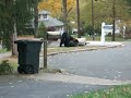 Black Bear Oakland NJ