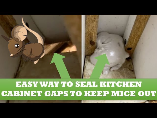 Does Tomcat Rodent Block Spray Foam Actually Work? [Pest Dude