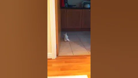 Westie 8 weeks old