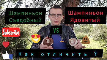 Какой из шампиньонов ядовитый