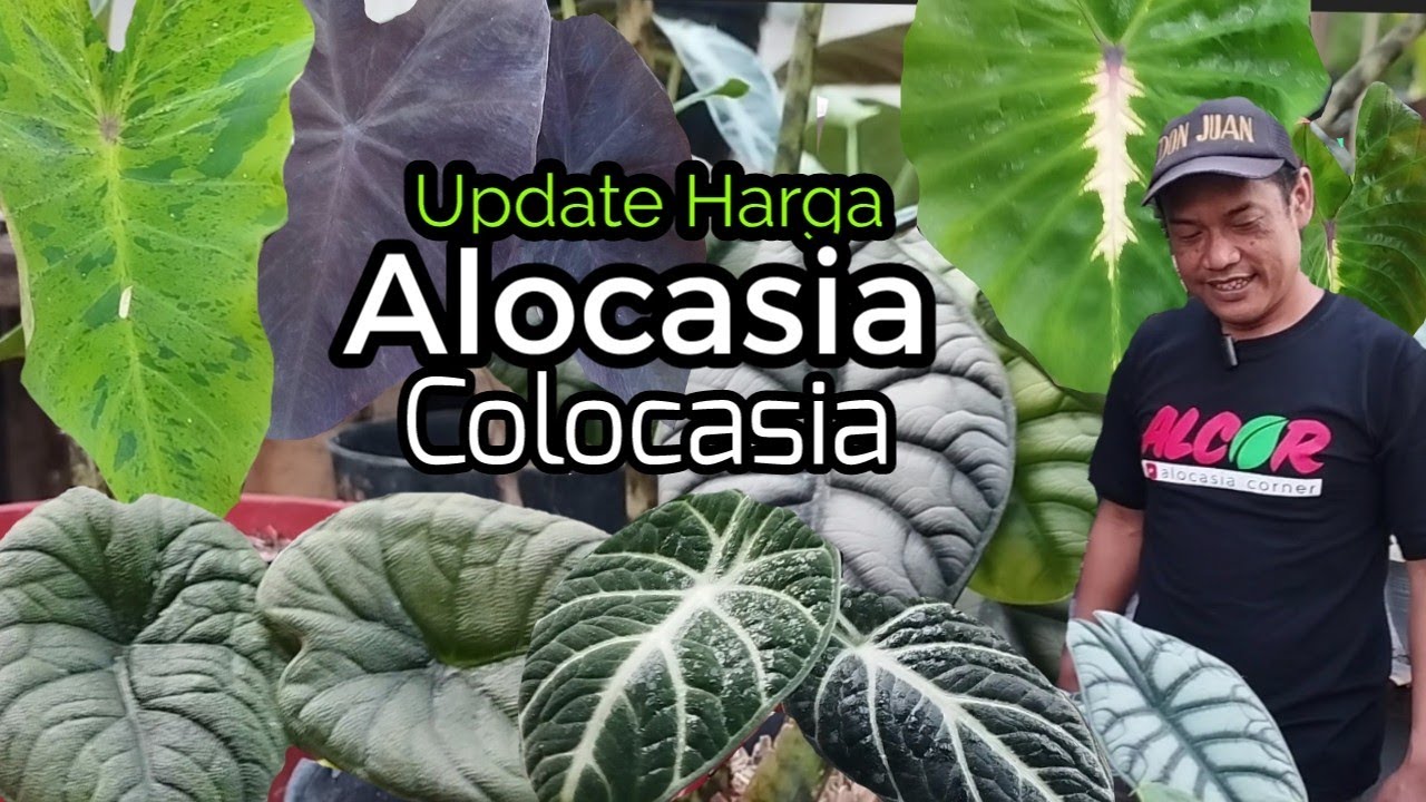 Cek Harga  berbagai jenis ALOCASIA & COLOCASIA hasil Bolang