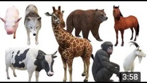 Con Gì Đây P3 | Heo,Bò,Ngựa,Cá Sấu,Gấu,Dê,Chó,Voi,Hươu Cao Cổ | Khang Oi TV