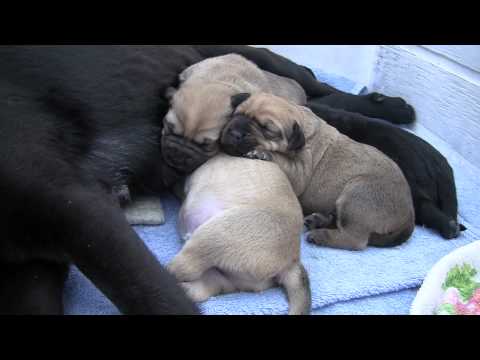 Puppies at less than a week old born to beautiful Bristol, a rescued stray lab/pitty mix. Doting mom and English Mastiff mix kids are in need of forever homes. Meet all of our adoptable dogs at DogHouseAdoptions.org! (filmed 03.24.2012) Dog House Adoptions serves the strays and the community of Rensselaer County, NY.