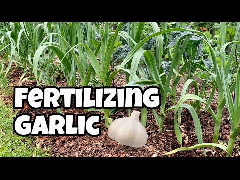 Video: How to feed garlic in spring so that it is large and does not turn yellow