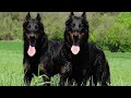 The Beauceron- Rare French Breed. の動画、YouTube動画。