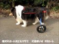 犬用車いすK9カート　コリーのアッシュくん用