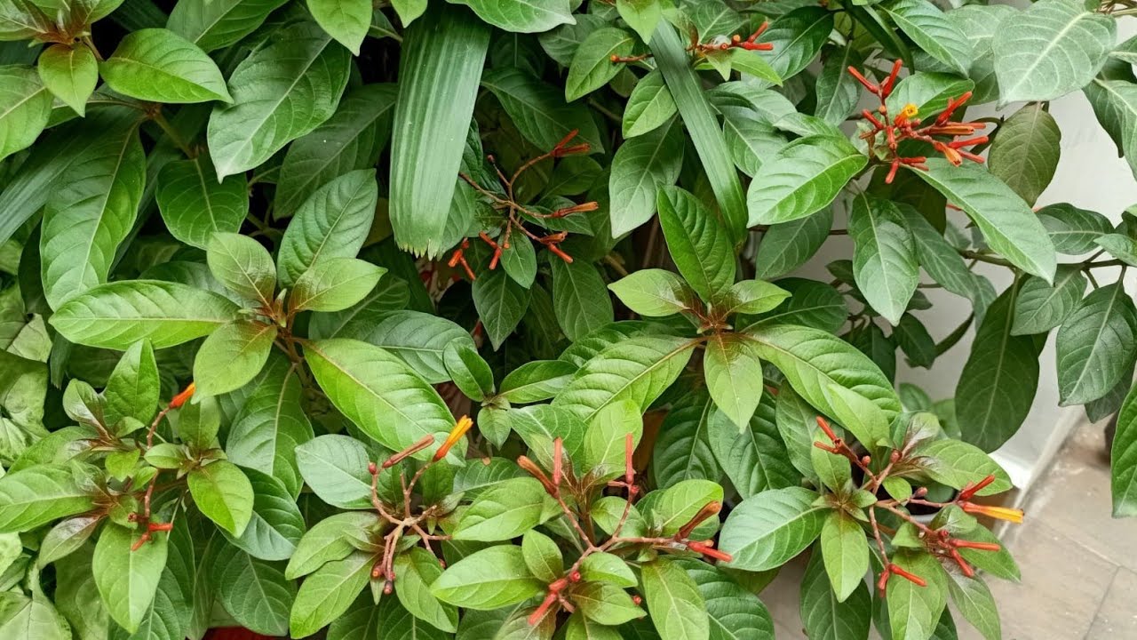 Hamelia/Firebush Perennial flowering plant//Grown from cutting with update