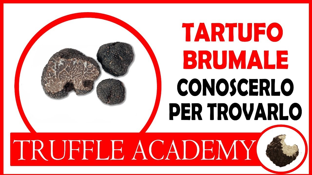 TARTUFO BRUMALE. Appuntamenti Micologici