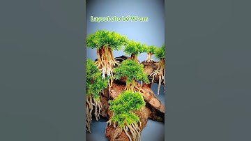 Tiểu cảnh cây bonsai trang trí bể cá tiểu cảnh #phukienthuysinh