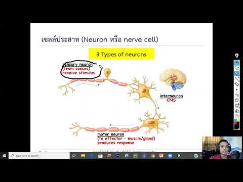 EP17: ชนิดของเซลล์ประสาท