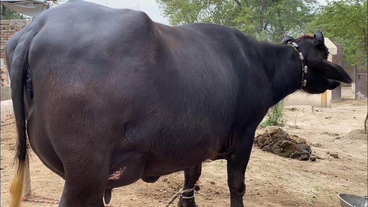 Buffalo for sale in Punjab Pakistan YouTube second timer/31/3/2026