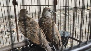 Perkutut Sarang Tanah Original