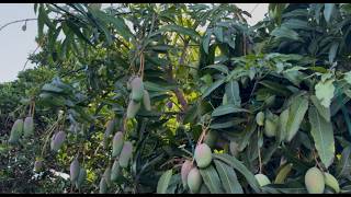Ataulfo Rootstocks - July 2026 California