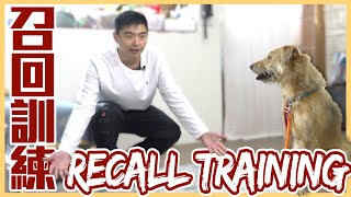 別把口令變成毒藥#召回訓練 讓你不再追著狗跑Recall Training@usersh1cx8us5g