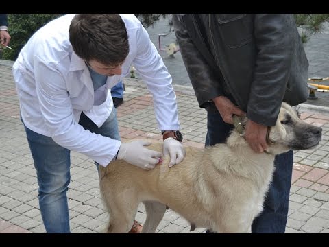 Karabuk Belediyesinden Kedi Ve Kopeklere Ucretsiz Kuduz Asisi Youtube