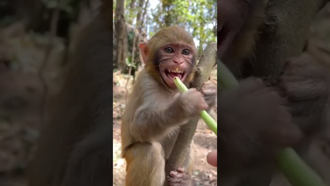 Cute baby monkey eat beans. 
