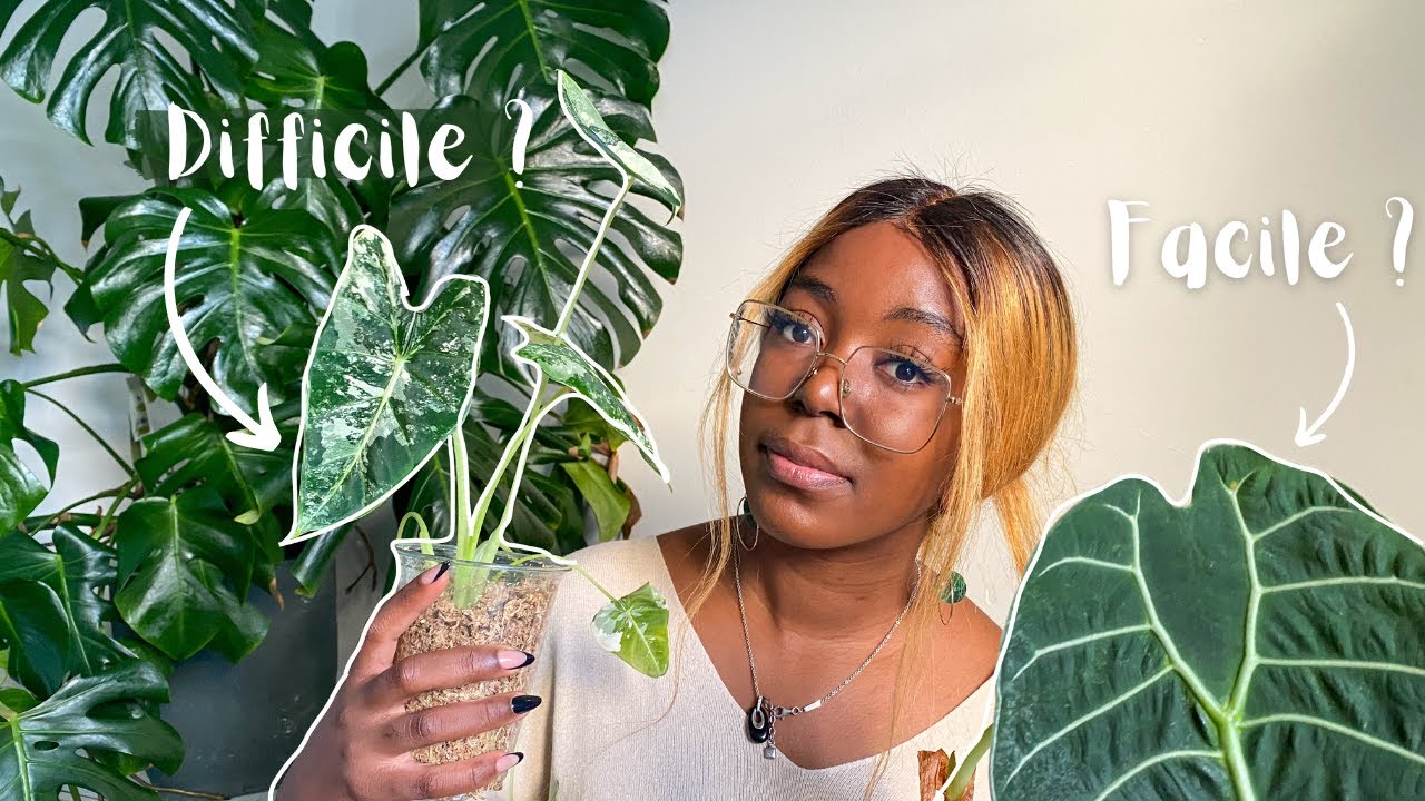 Facile VS Difficile : Ma collection d'Alocasia ! (ça n'a pas été évident)