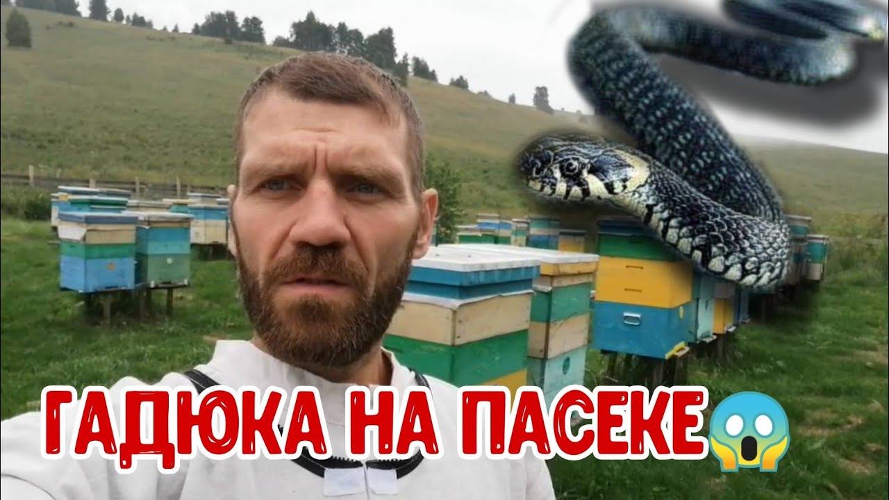 ??Гадюка любительница меда ??Нескучная жизнь деревенских на Алтае - YouTube