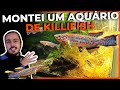 🔴MONTEI UM AQUÁRIO PARA KILLIFISH |Mr. Betta|