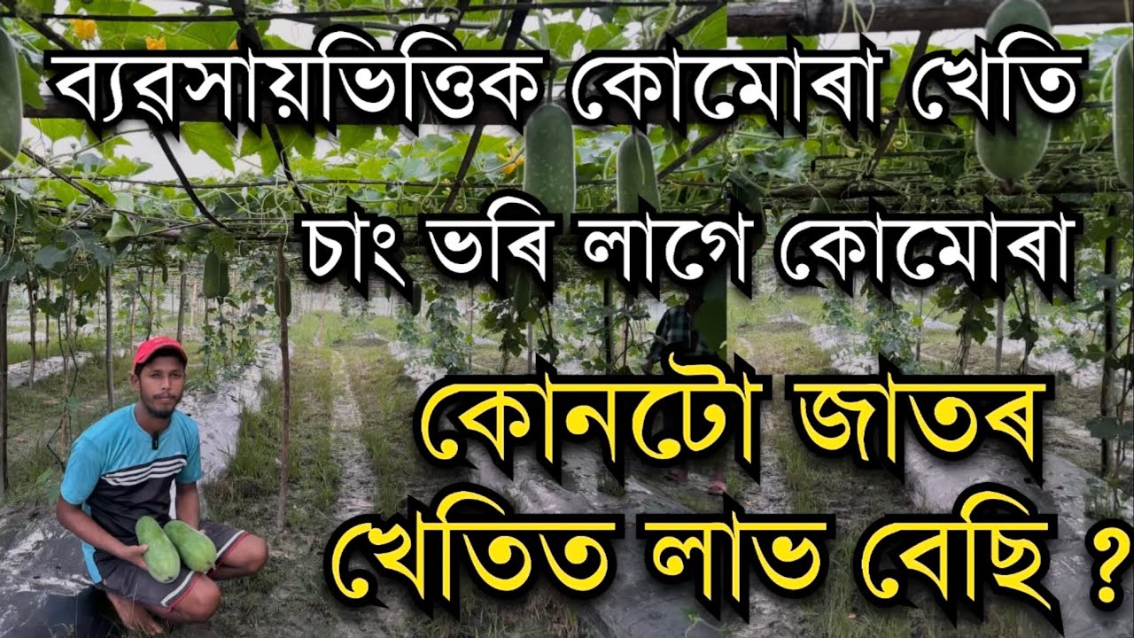 ব্যৱসায়ভিত্তিক কোমোৰা খেতি। কোনটো জাতৰ খেতিত ভাল লাভ? KUMURA KHETI ।Vegetable farming in Assam